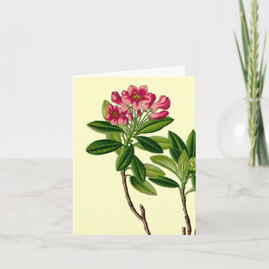 Roze afbeelding rododendron kaart (Voorkant)