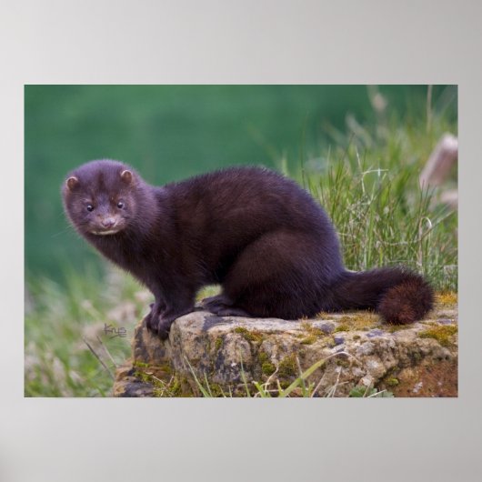 Roze afdrukken poster (Voorkant)