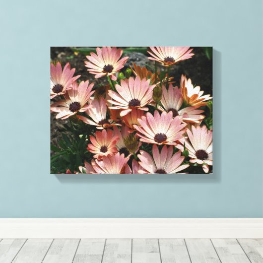 Roze African Daisy Flowers Canvas Afdruk (Insitu (Houten vloer))
