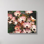 Roze African Daisy Flowers Canvas Afdruk (Voorkant)