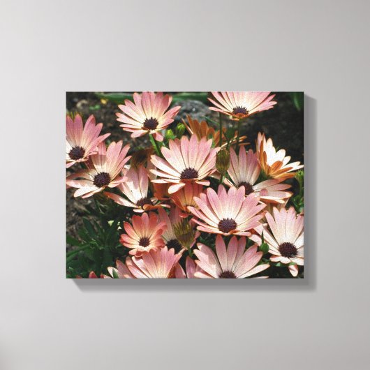 Roze African Daisy Flowers Canvas Afdruk (Voorkant)
