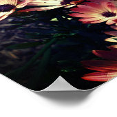 Roze African Daisy Flowers Poster (Hoek)