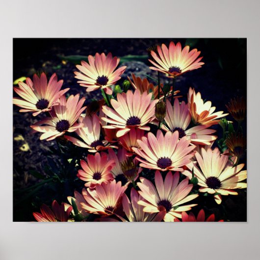Roze African Daisy Flowers Poster (Voorkant)