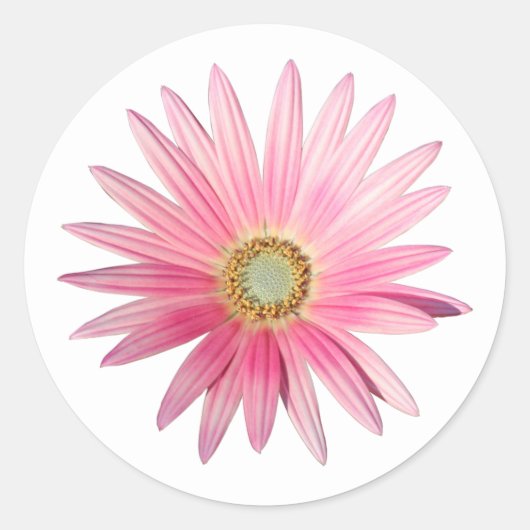 Roze African Daisy Ronde Sticker (Voorkant)