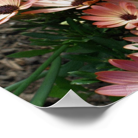 Roze Afrikaans Daisy Lijst Creëer Uw Eigen Foto Poster (Hoek)