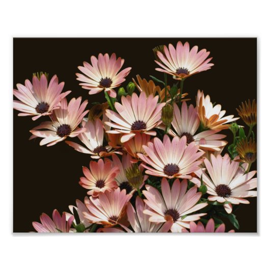 Roze Afrikaanse Daisy Bloemen 8x10 Foto Afdruk (Voorkant)