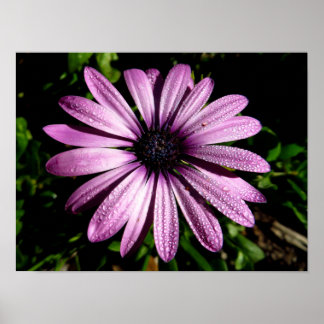 Roze Afrikaanse Madeliefje Bloem Foto Afdruk Poster