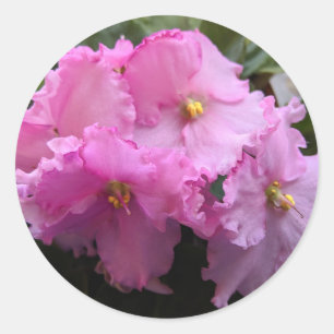 Roze Afrikaanse viooltjesstickers Enveloppenzegels Ronde Sticker