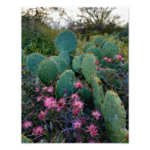 Roze airy Duster Flowers & Prickly Pear Cactus