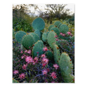 Roze airy Duster Flowers & Prickly Pear Cactus Foto Afdruk