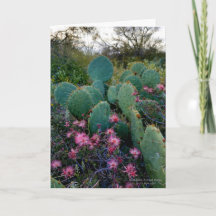Roze airy Duster Flowers & Prickly Pear Cactus