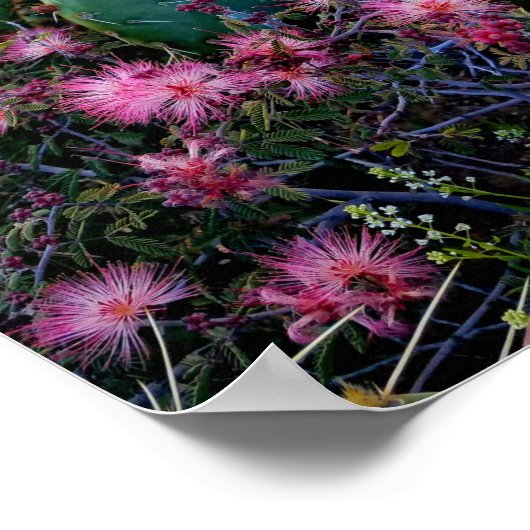 Roze airy Duster Flowers & Prickly Pear Cactus Poster (Hoek)