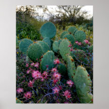 Roze airy Duster Flowers & Prickly Pear Cactus
