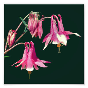 Roze Akelei Bloemen Close Up 8x8 Foto Afdruk