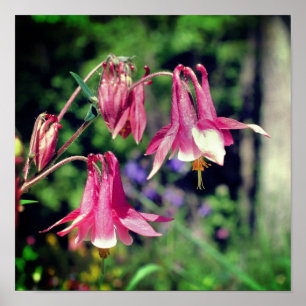 Roze Akelei Bloemen Close-up Poster
