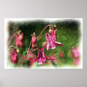 Roze Akelei Kleurpotlood Bloem Kunst Poster