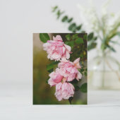 Roze Albertine Rozen Briefkaart (Staand voorkant)