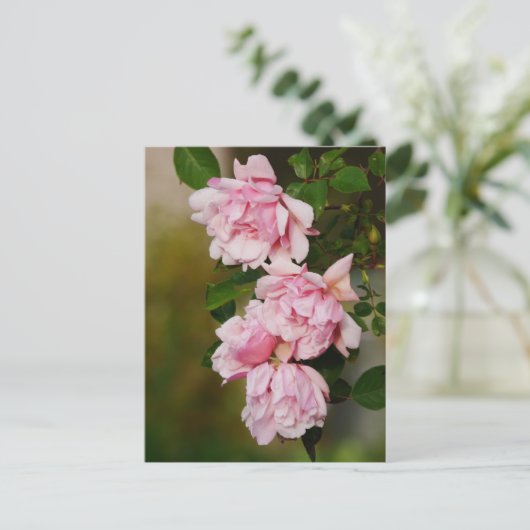 Roze Albertine Rozen Briefkaart (Staand voorkant)