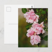 Roze Albertine Rozen Briefkaart (Voorkant / Achterkant)