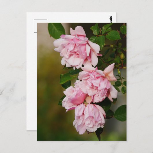 Roze Albertine Rozen Briefkaart (Voorkant / Achterkant)