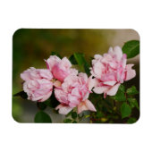 Roze Albertine Rozen Magnet Magneet (Horizontaal)