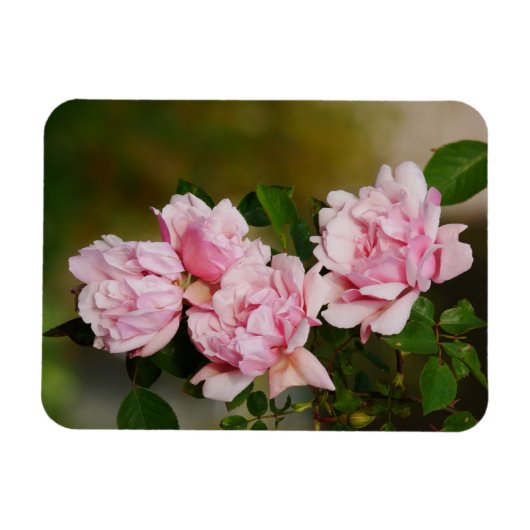 Roze Albertine Rozen Magnet Magneet (Horizontaal)