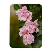 Roze Albertine Rozen Magnet Magneet (Verticaal)