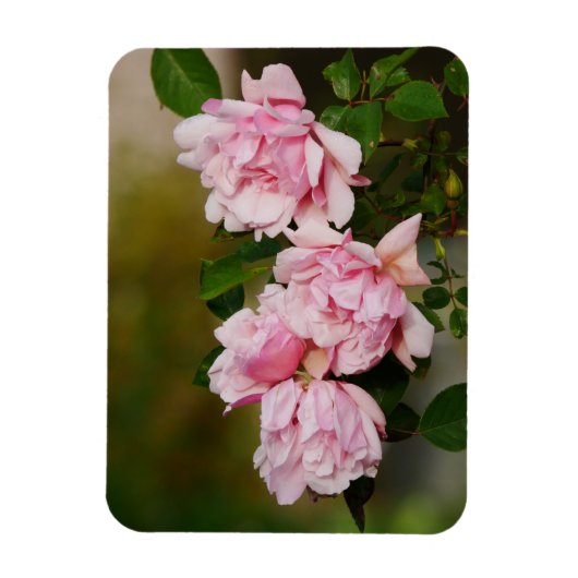 Roze Albertine Rozen Magnet Magneet (Verticaal)