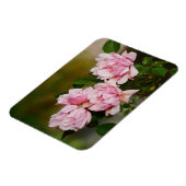 Roze Albertine Rozen Magnet Magneet (Linkerzijde)