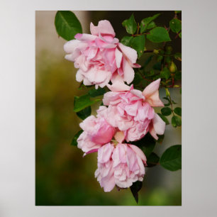 Roze Albertine Rozen Poster