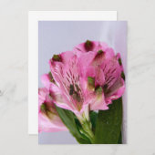 Roze Alstroemeria-4 Kaart (Voorkant / Achterkant)