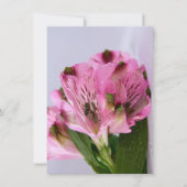 Roze Alstroemeria-4 Kaart (Voorkant)