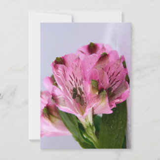 Roze Alstroemeria-4 Kaart