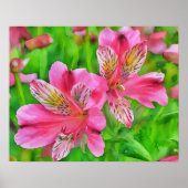 Roze Alstroemeria Lily Flowers Waterverf Style Poster (Voorkant)