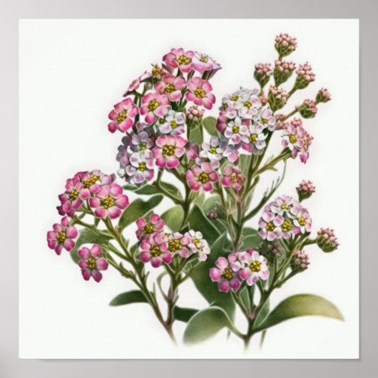 Roze Alyssum Bloemenkunst Print Poster (Voorkant)