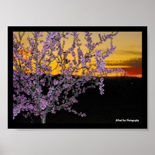 Roze amandelbloesem in gele lucht poster (Voorkant)