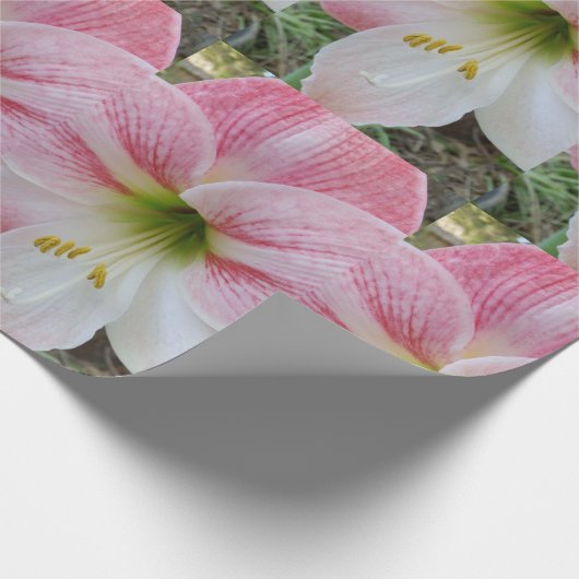 Roze amarylis cadeaupapier voor verpakkingsdoelein (Hoek)