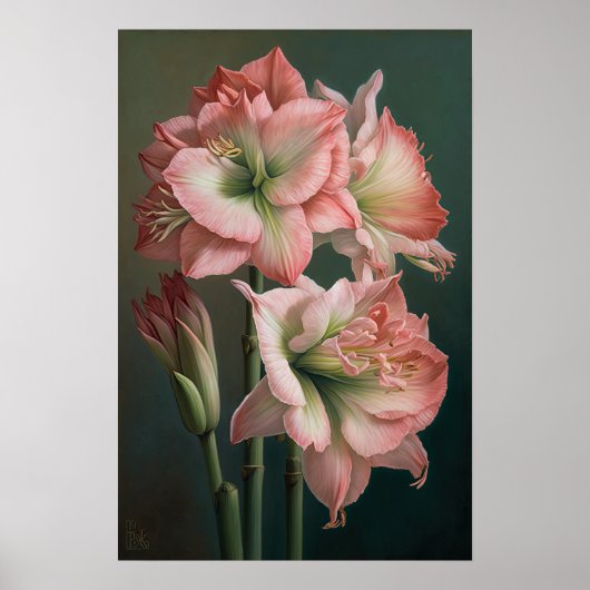 Roze Amaryllis Bloem Kunstprint Poster (Voorkant)