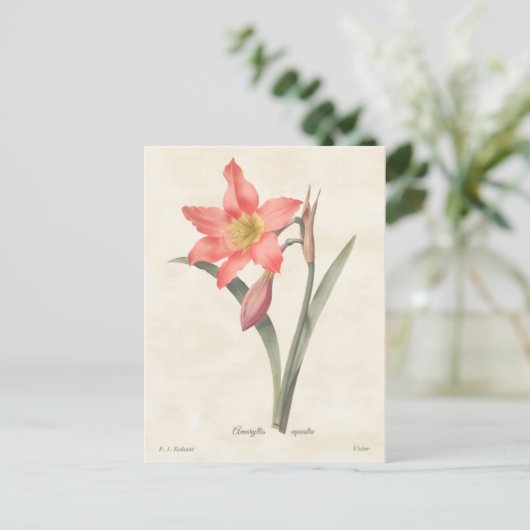 Roze Amaryllis  Botanische illustratie Briefkaart (Staand voorkant)