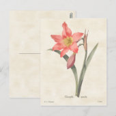 Roze Amaryllis  Botanische illustratie Briefkaart (Voorkant / Achterkant)