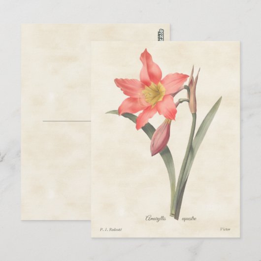 Roze Amaryllis Botanische illustratie Briefkaart (Voorkant / Achterkant)