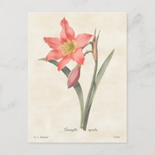 Roze Amaryllis Botanische illustratie Briefkaart