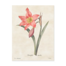 Roze Amaryllis Botanische illustratie