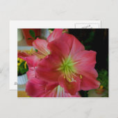 roze amaryllis briefkaart (Voorkant / Achterkant)