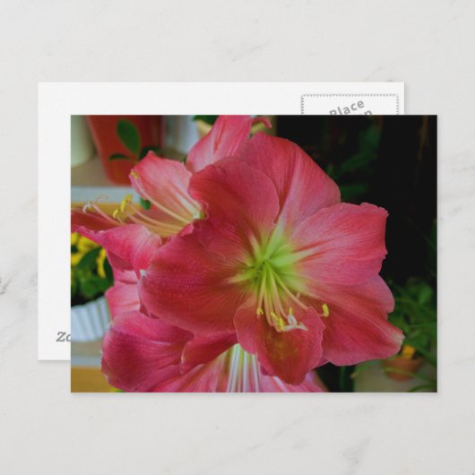 roze amaryllis briefkaart (Voorkant / Achterkant)