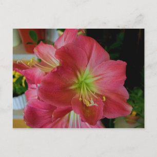 roze amaryllis briefkaart