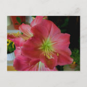 roze amaryllis briefkaart (Voorkant)