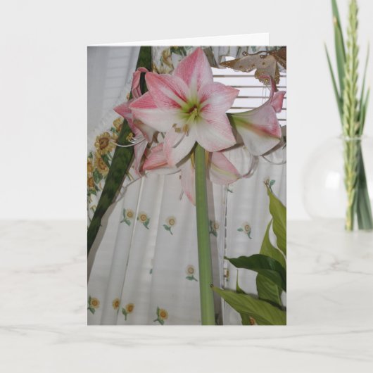 Roze Amaryllis, Denk aan Jou Kaart (Voorkant)