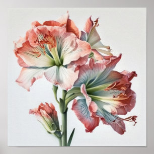 Roze Amaryllis Flower Art Print Poster