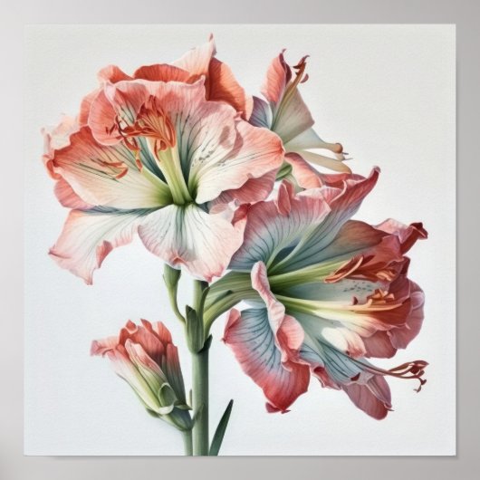 Roze Amaryllis Flower Art Print Poster (Voorkant)